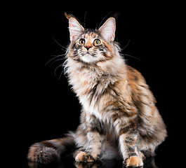 Image showing Portrait of Maine Coon cat