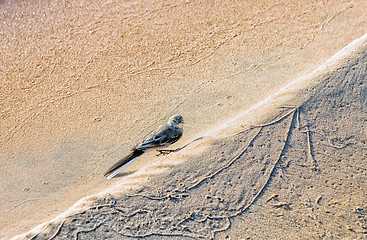 Image showing Bird On A Sandy Beach