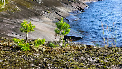 Image showing Young Pines On The Rocky Shore