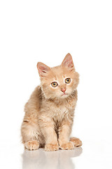 Image showing The cat on white background