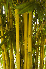 Image showing Bamboo