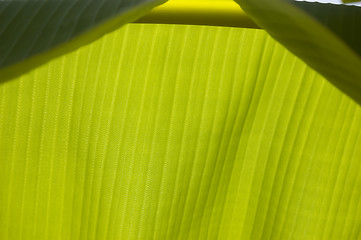 Image showing Banana Leaf