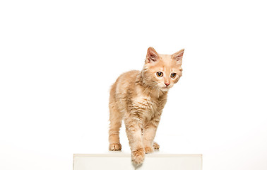 Image showing The cat on white background