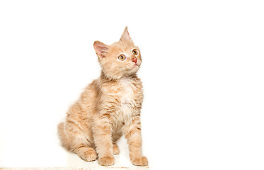 Image showing The cat on white background