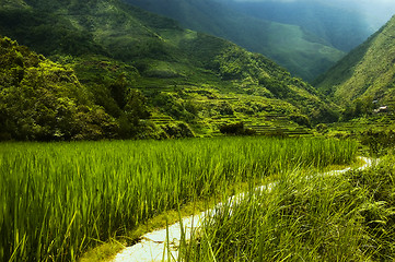 Image showing Hapao Rice Terraces, Philippines