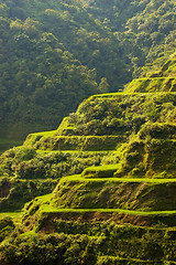 Image showing Hapao Rice Terraces