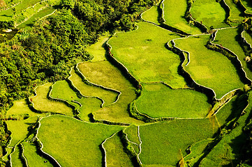 Image showing Rice Terraces