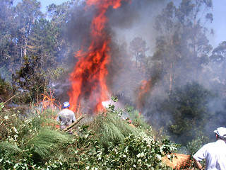 Image showing Fire