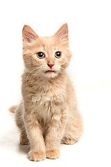 Image showing The cat on white background