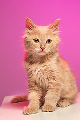 Image showing The cat on white background