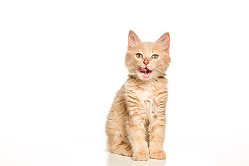 Image showing The cat on white background