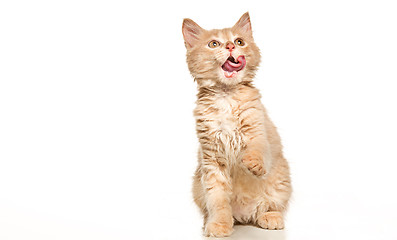 Image showing The cat on white background