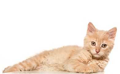 Image showing The cat on white background