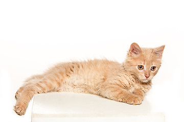 Image showing The cat on white background