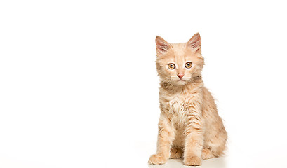 Image showing The cat on white background