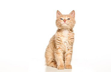 Image showing The cat on white background