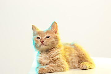 Image showing The cat on white background