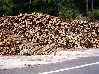 Image showing Timber by the road