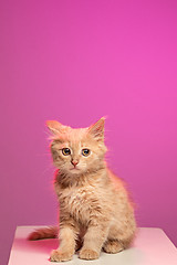 Image showing The cat on white background