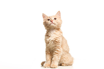 Image showing The cat on white background