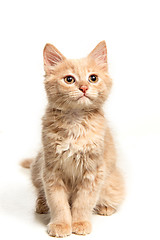 Image showing The cat on white background