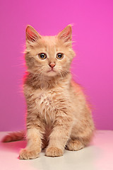 Image showing The cat on white background