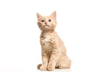 Image showing The cat on white background