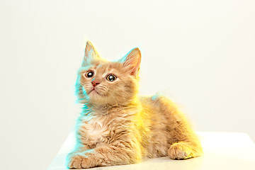 Image showing The cat on white background