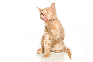 Image showing The cat on white background