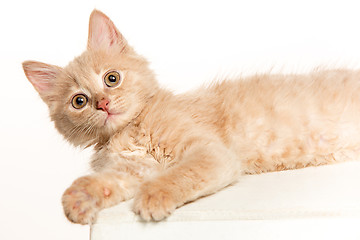 Image showing The cat on white background