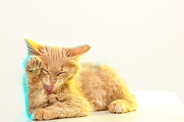 Image showing The cat on white background