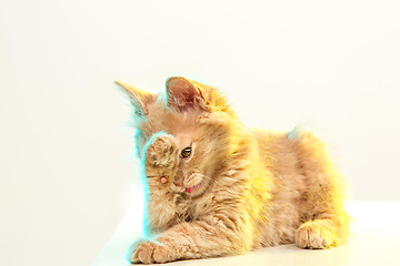 Image showing The cat on white background