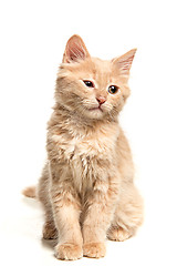 Image showing The cat on white background