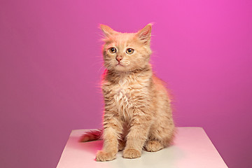 Image showing The cat on white background