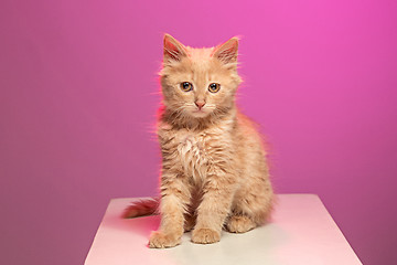 Image showing The cat on white background