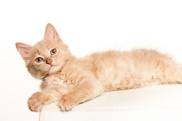 Image showing The cat on white background