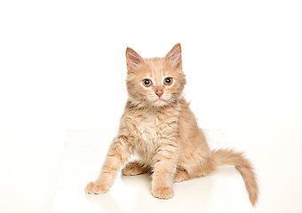 Image showing The cat on white background