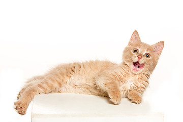 Image showing The cat on white background