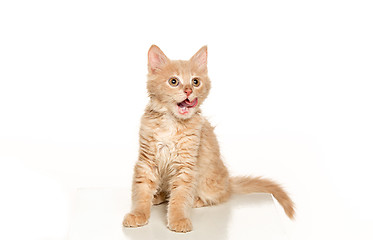 Image showing The cat on white background