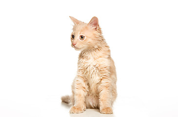 Image showing The cat on white background