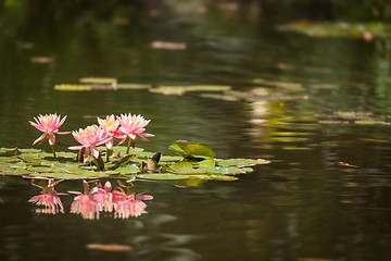 Image showing Beautiful Pink Lotus Flowers Lily Pond