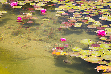 Image showing Beautiful Pink Lotus Flowers Lily Pond