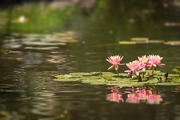 Image showing Beautiful Pink Lotus Flowers Lily Pond