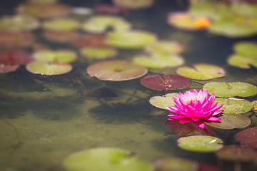 Image showing Beautiful Pink Lotus Flower Lily Pond