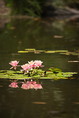 Image showing Beautiful Pink Lotus Flowers Lily Pond