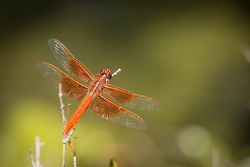 Image showing Orange Dragonfly Resting on Small Branch.