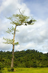 Image showing Tree