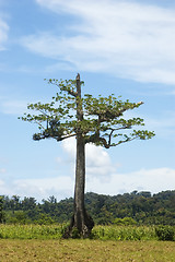 Image showing Tree