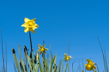 Image showing Blossom daffodil flowers