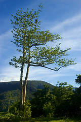 Image showing Tree